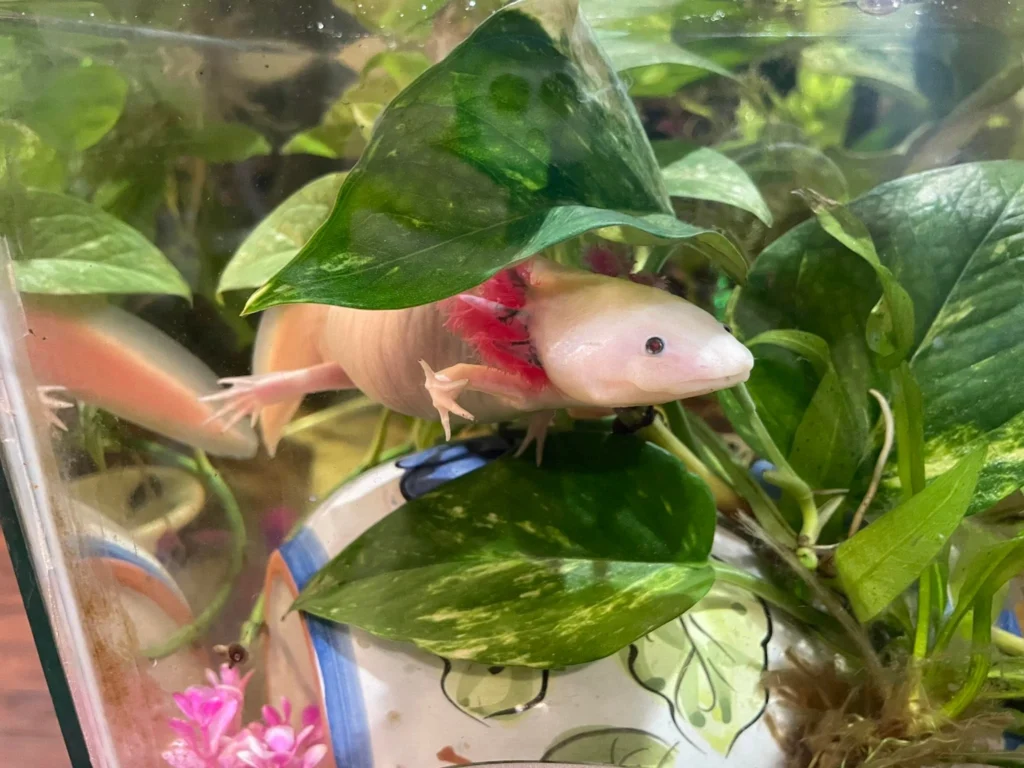 Lucy Axolotl