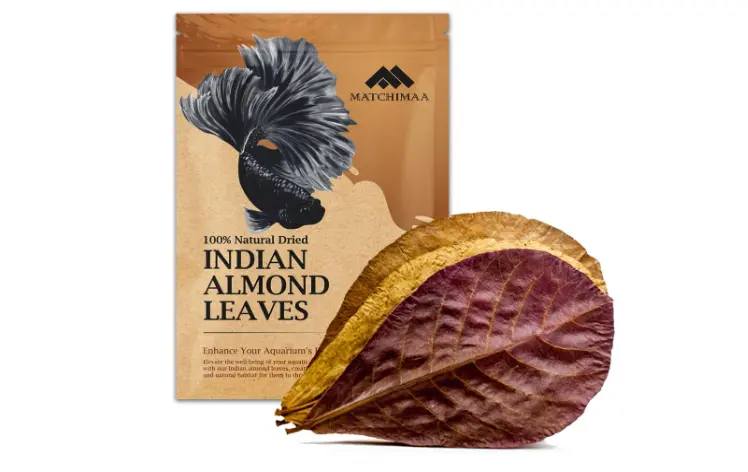 Indian Almond Leaves