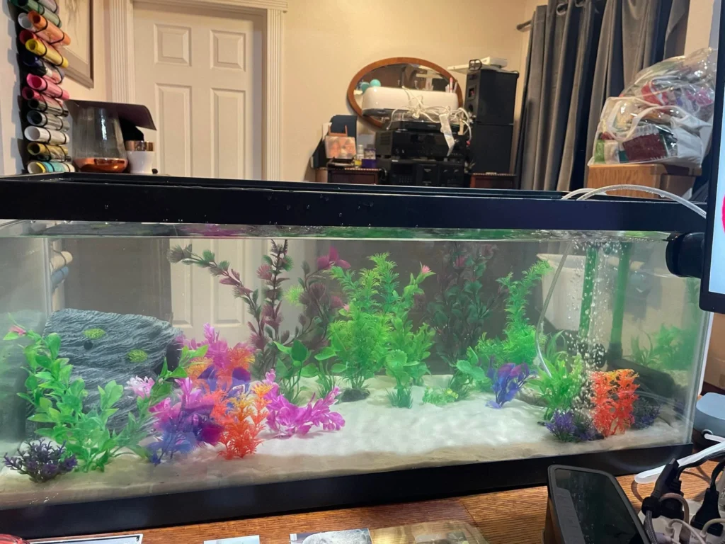 Lucy new tank before cycling