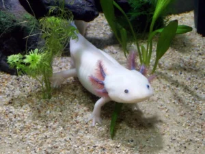 Axolotl Morphing