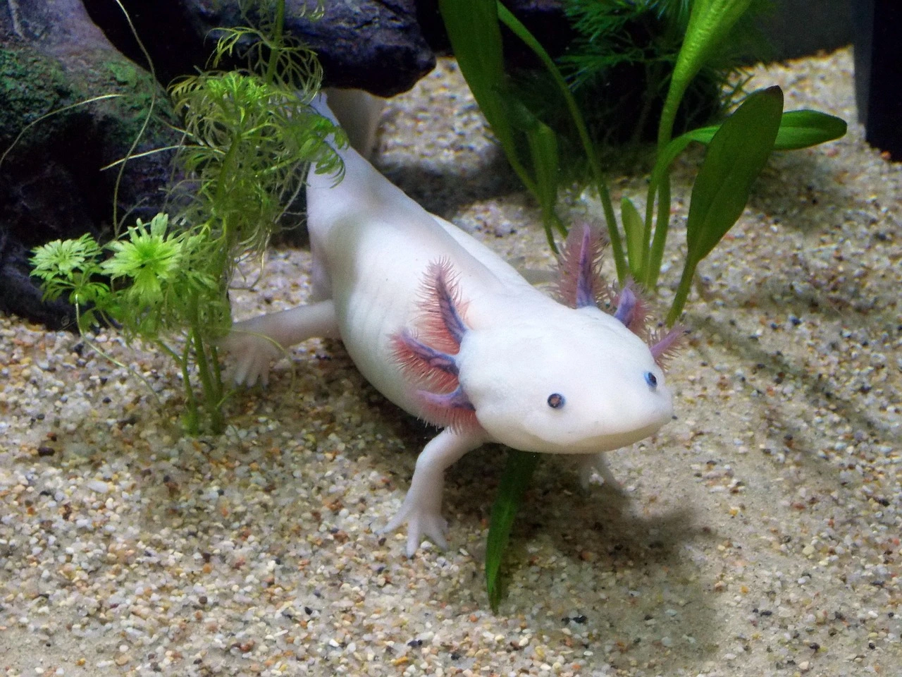 Axolotl Morphing