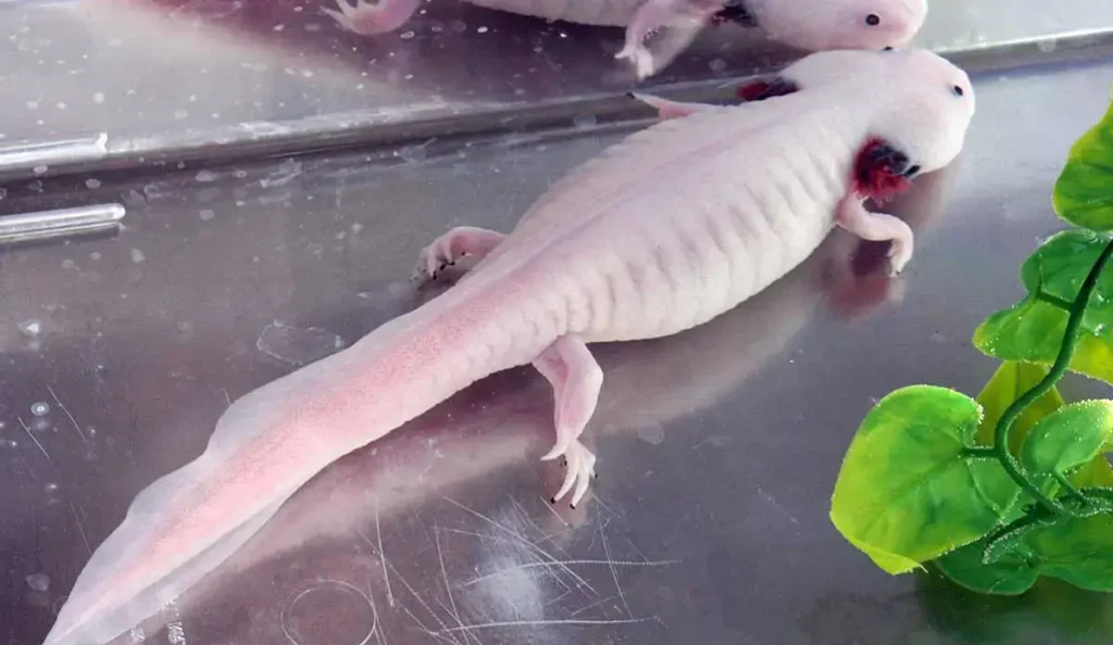 Temporary Setup for axolotl