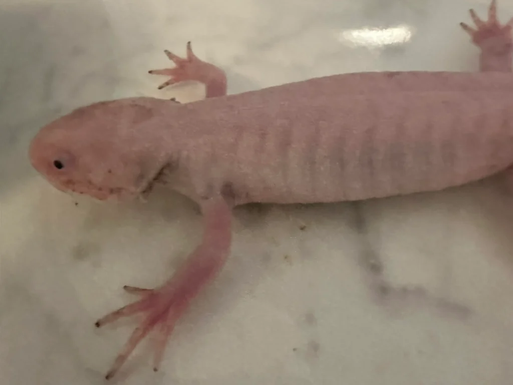 axolotl is morphing
