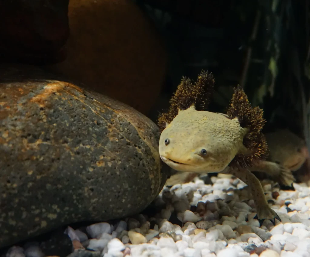 axolotl walking on white sand
