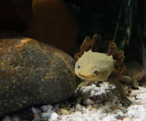 Axolotl in tank