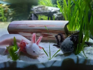 Housing Multiple Axolotls
