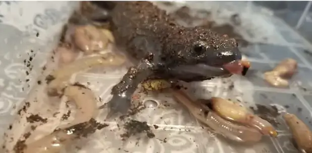 feeding