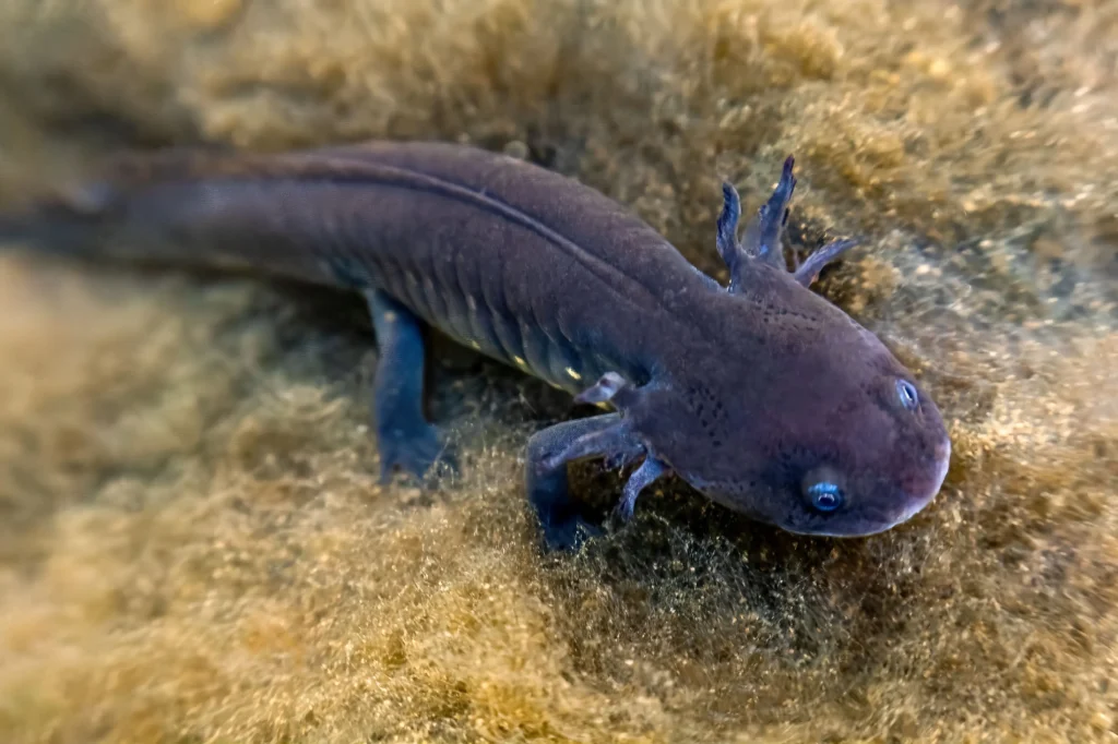 grey axolotl in mexican waters showcasing its uni 2025 03 08 05 41 21 utc 1
