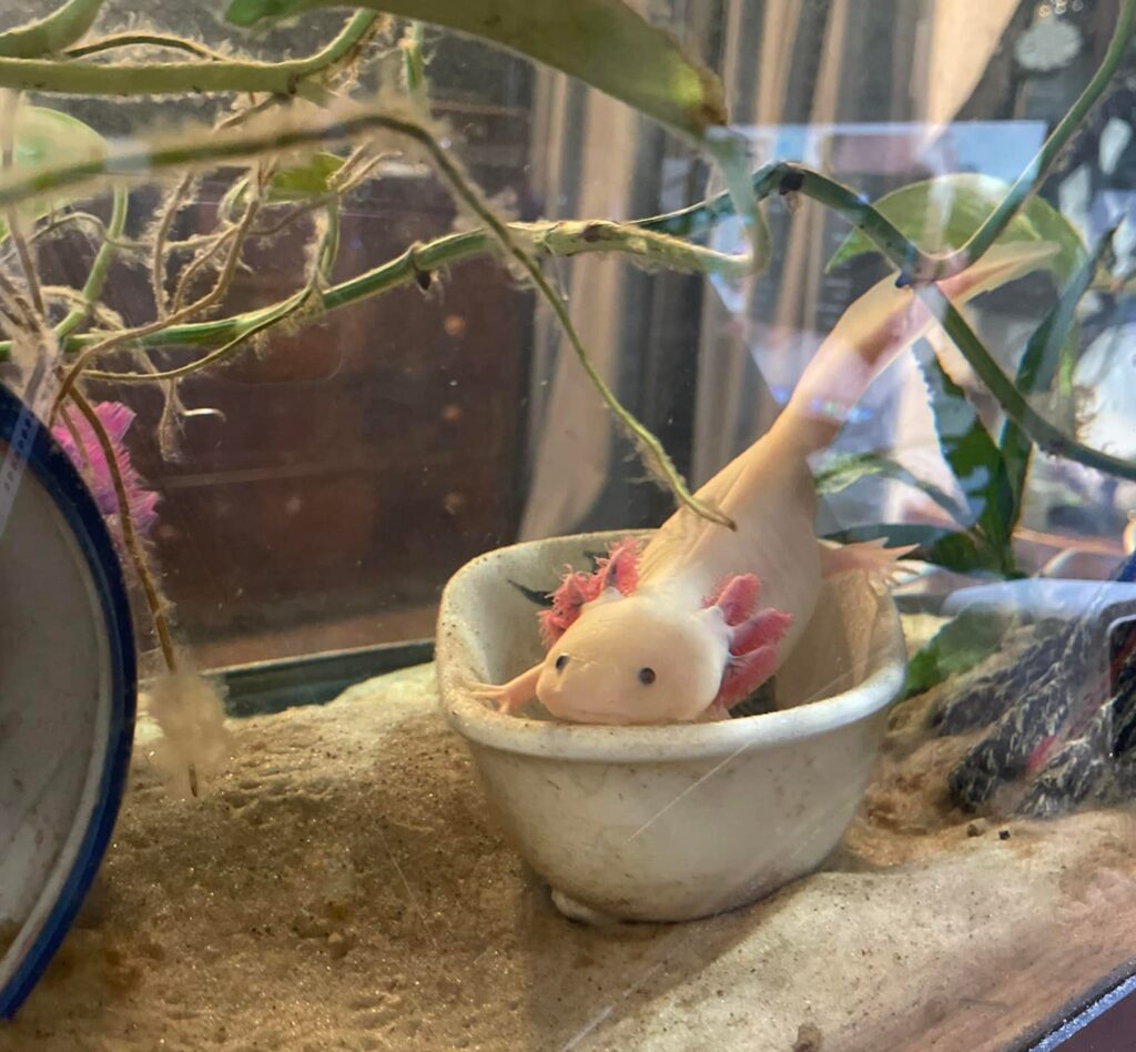 lucy tank