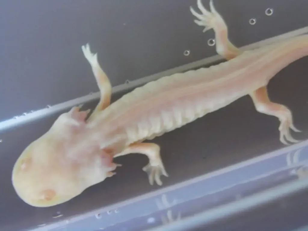morphing axolotl