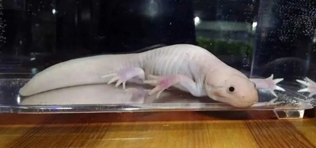 morphed axolotl