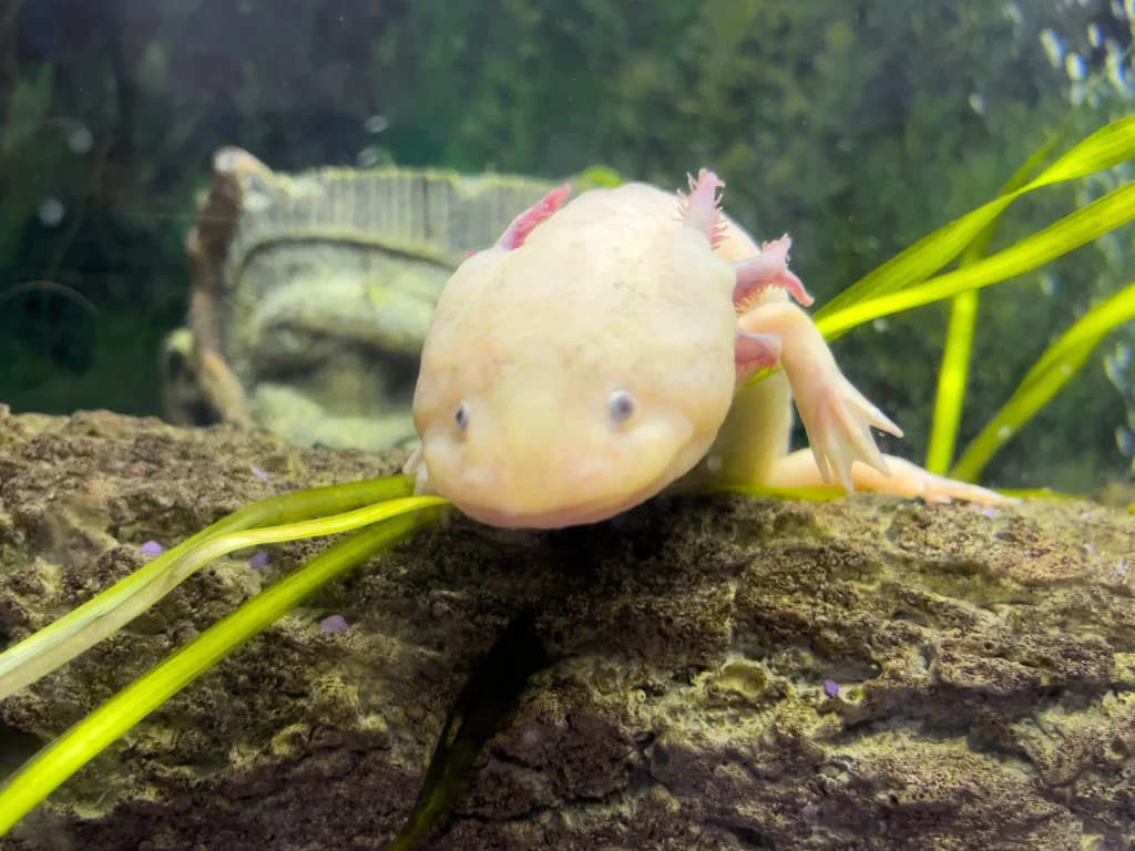 Axolotl in water