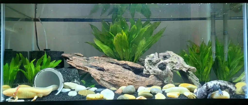 Maintain a Clean and Healthy Substrate