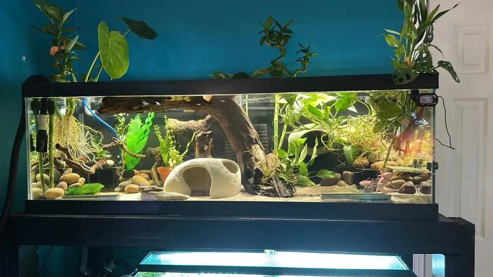 Set Up Your Axolotl Tank Substrate