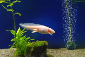 axolotl-ambystoma-mexicanum-under-water-in-the-tank