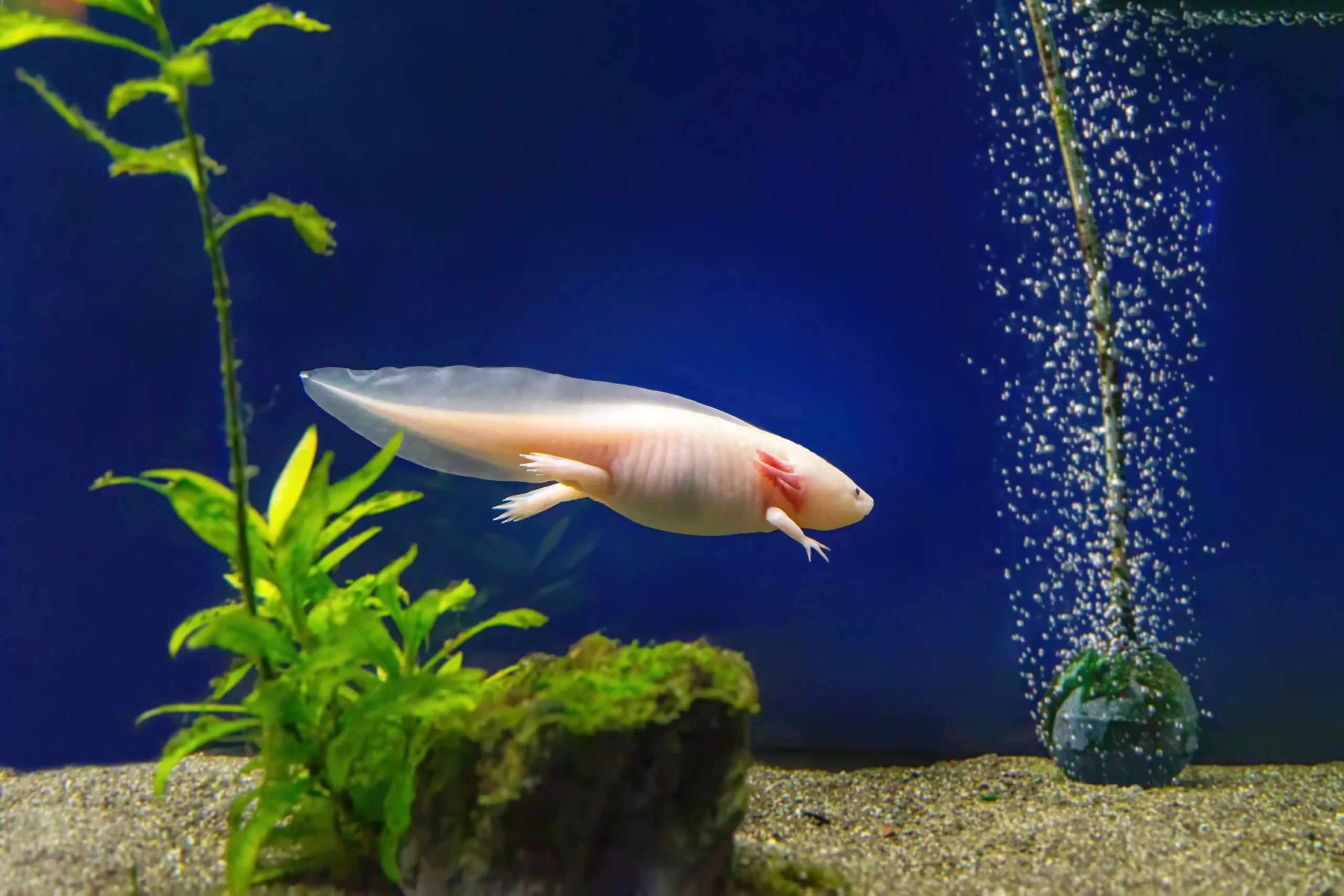axolotl-ambystoma-mexicanum-under-water-in-the-tank
