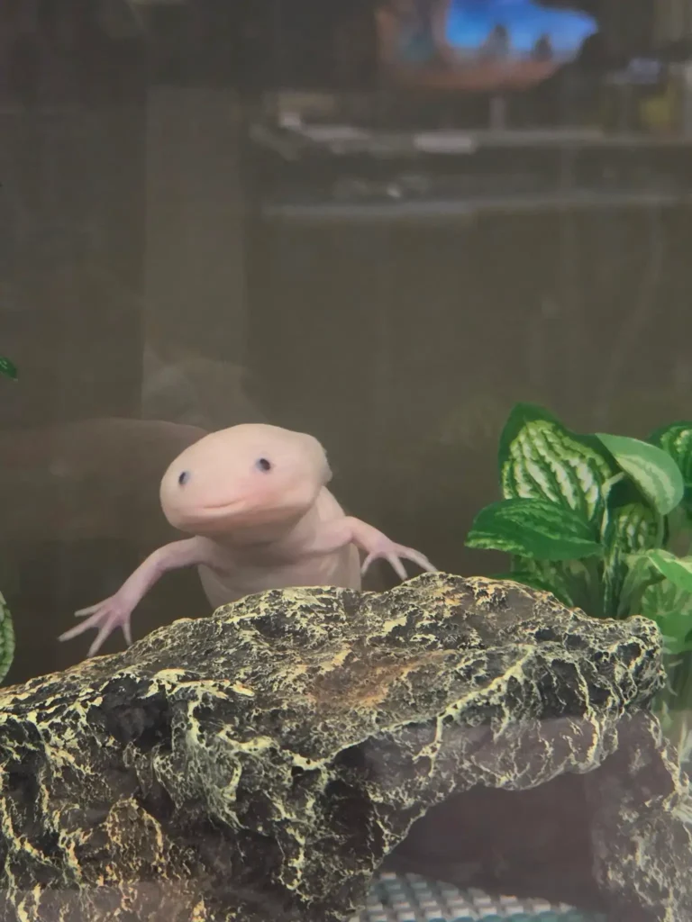 axolotl in tank