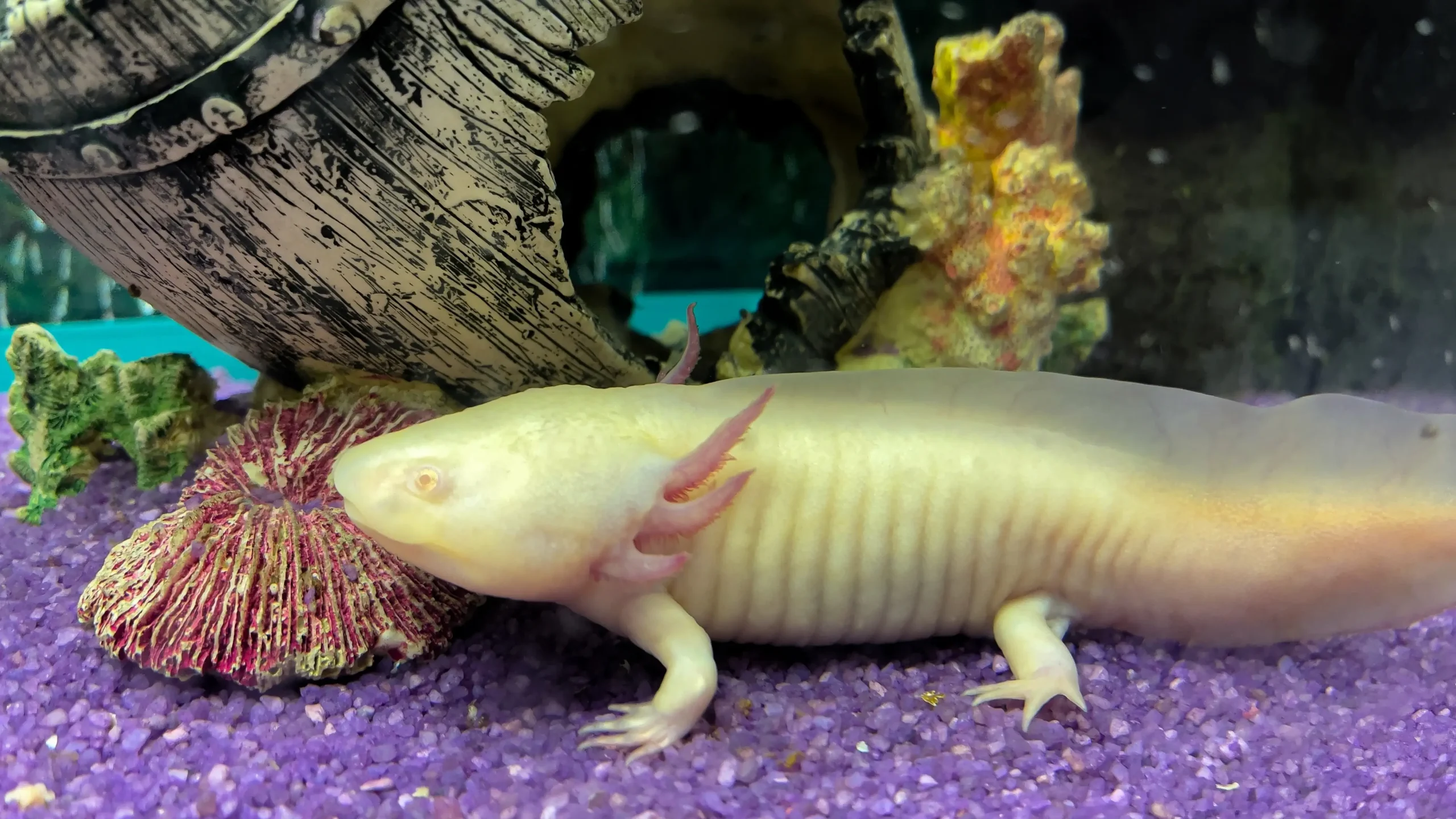axolotl-mexican-underwater-walking-fish