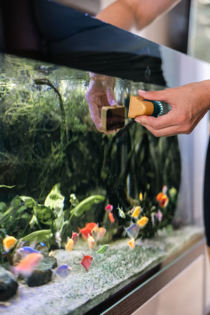 clean your aquarium