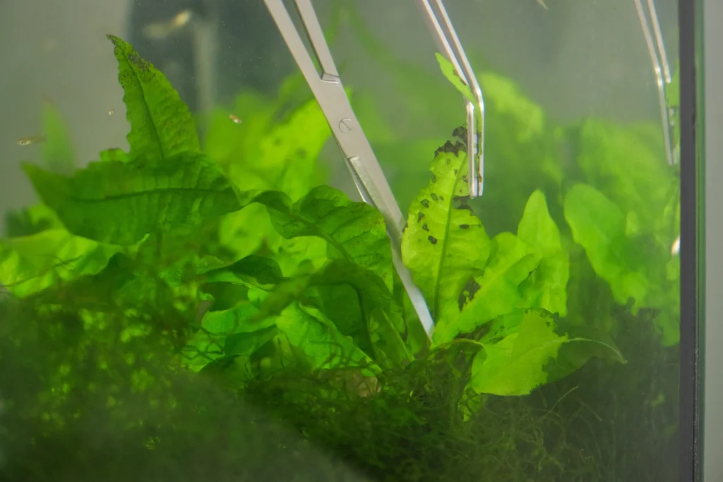 close-up-of-scissors-and-tweezers-pruning-aquatic