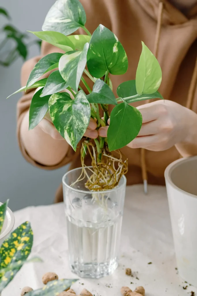 plant prep for tank