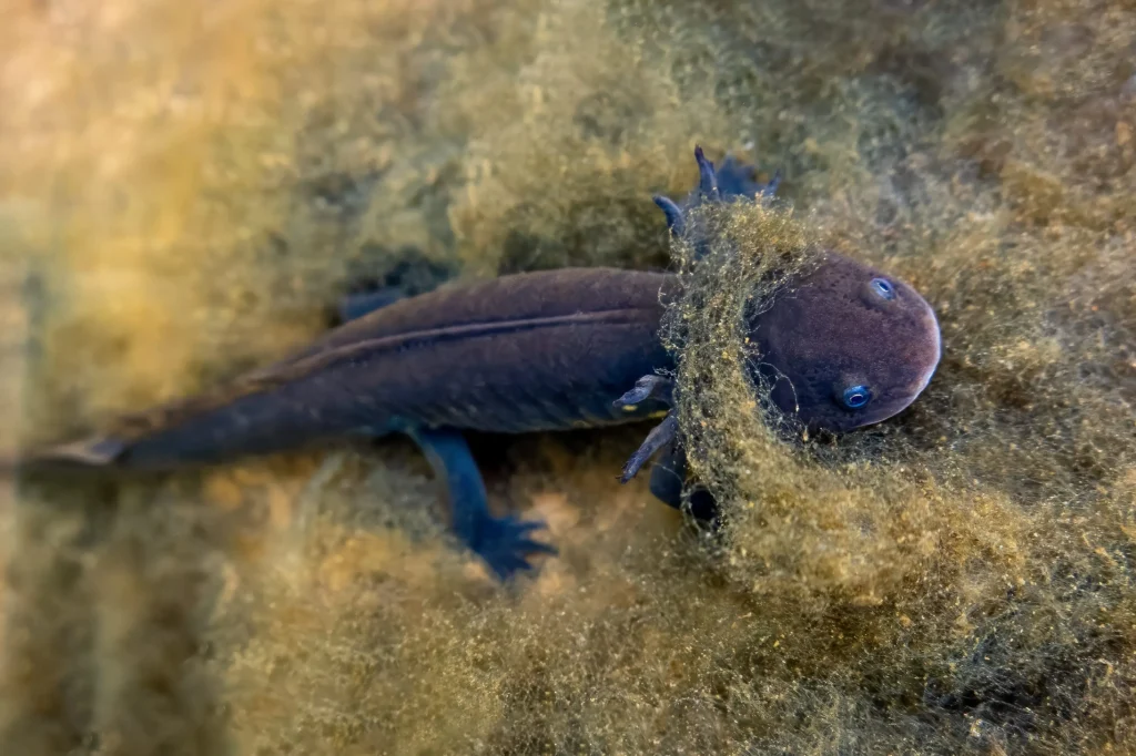 grey axolotl in mexican waters showcasing its uni 2025 03 08 19 08 46 utc