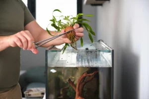 Axolotl-Safe Plants