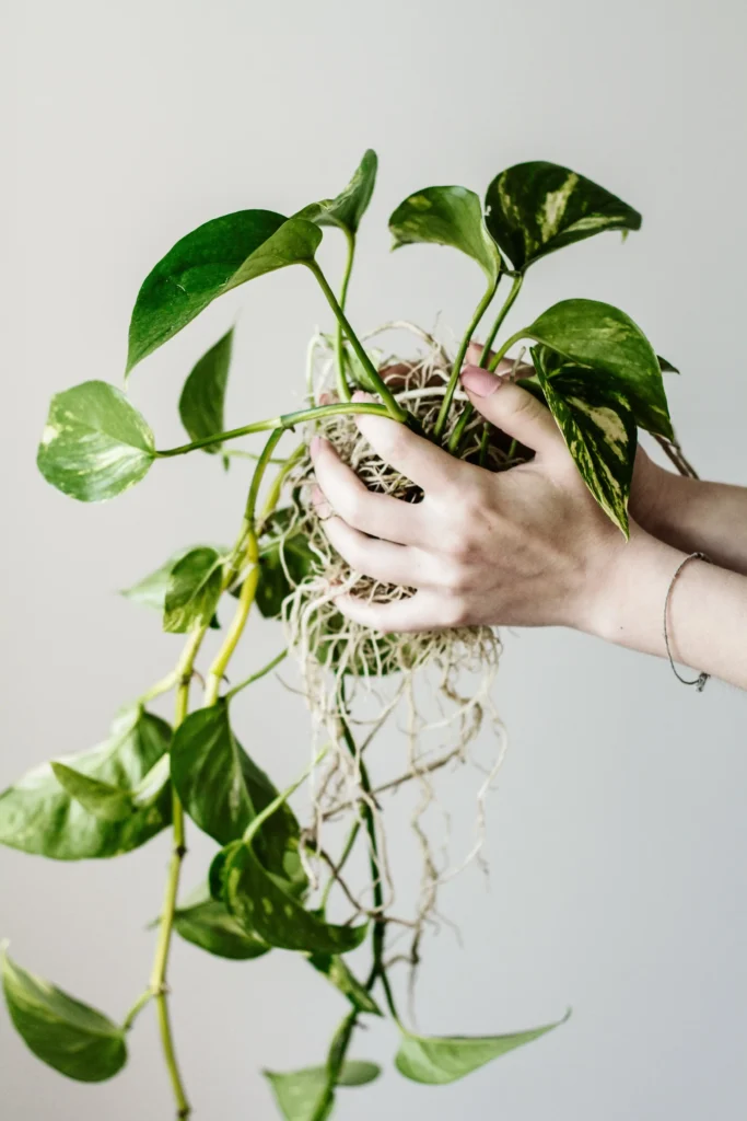 female-hands-holding-seedlings-to-sort