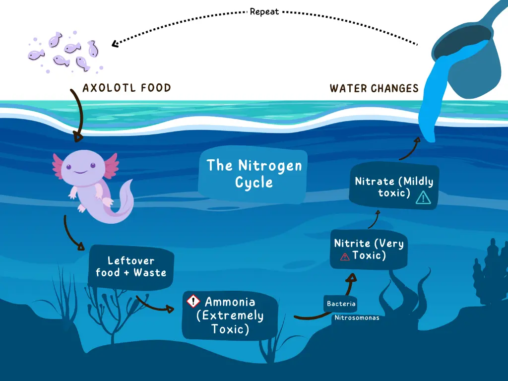 The Nitrogen Cycle Axolotl Tank