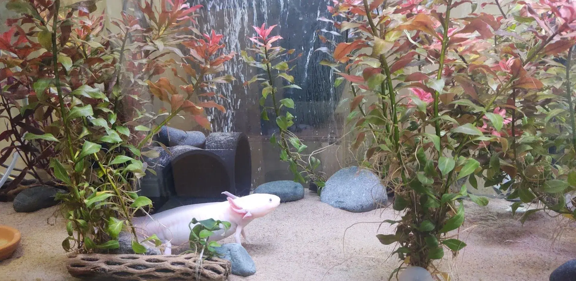 Axolotl Tank Substrate