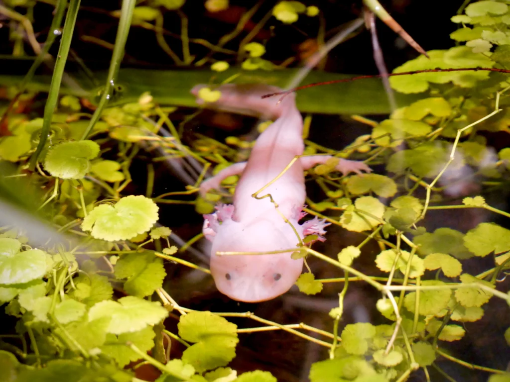 small creature in water 2025 03 23 22 49 20 utc