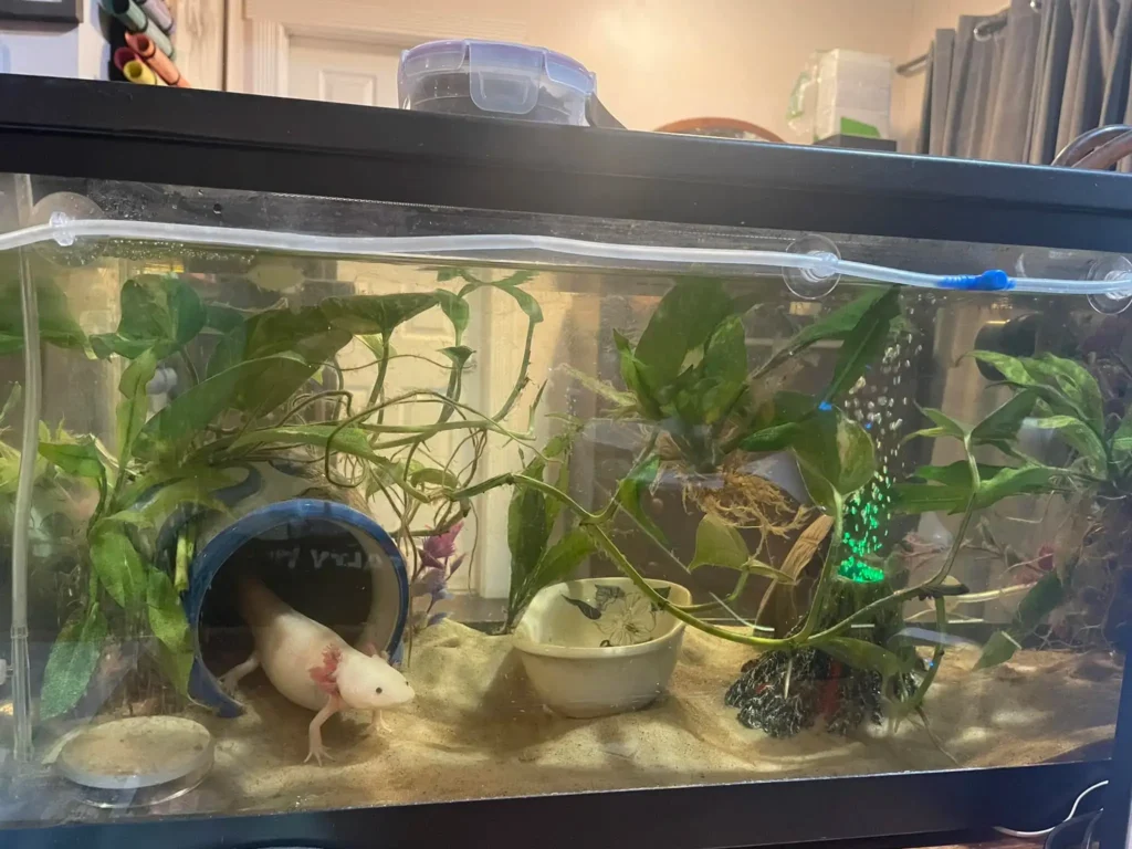 Lucy in Tank with Plants