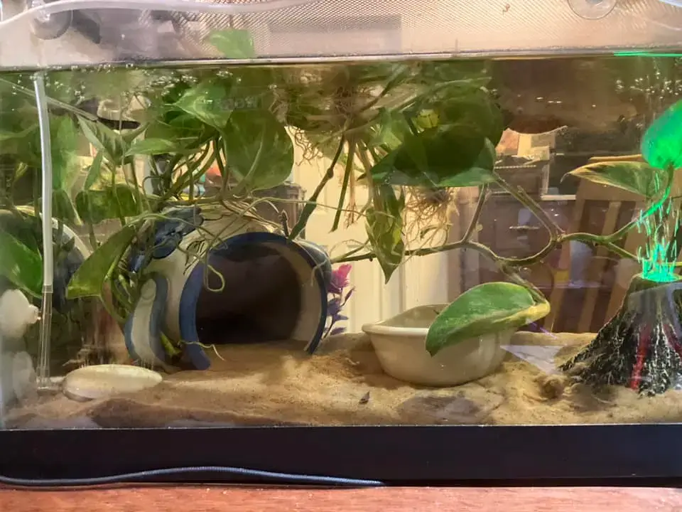 Lucy Tank Plants