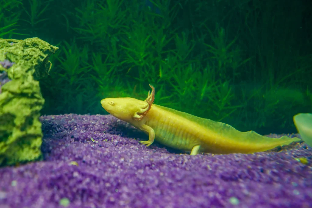 Substrates to Absolutely Avoid for Axolotl Tanks