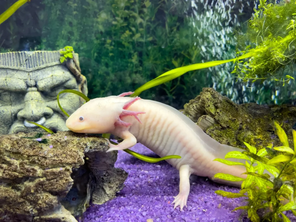 Substrates to Absolutely Avoid for Axolotl Tanks