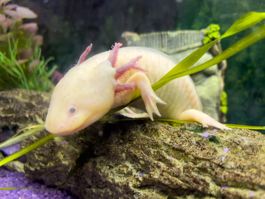 underwater axolotl portrait in an aquarium ambyst 2025 01 09 09 38 44 utc