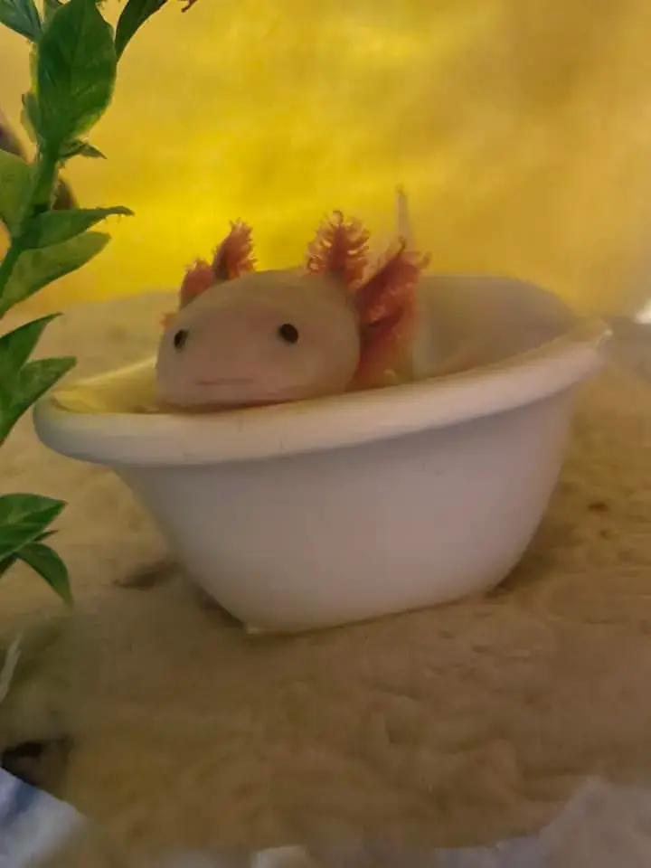axolotl Lucy relaxing in the bath