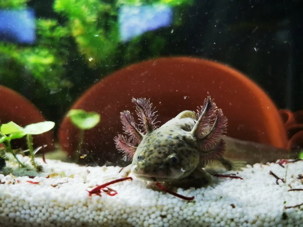 axolotl blood worms