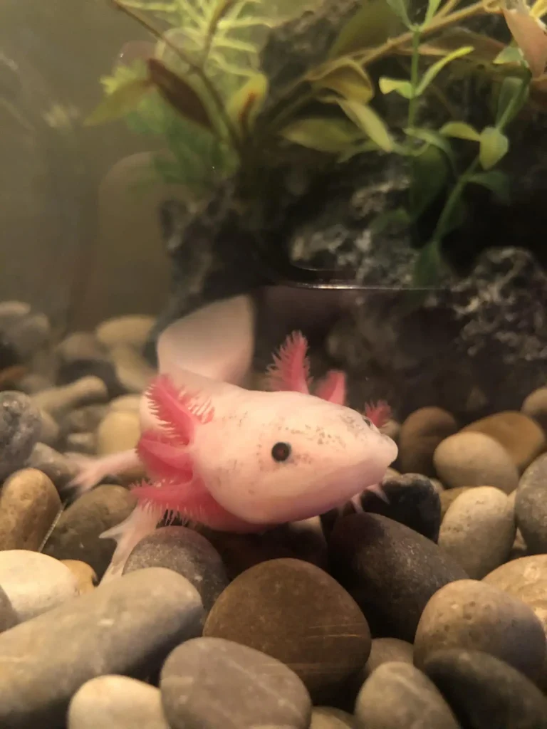 axolotl food