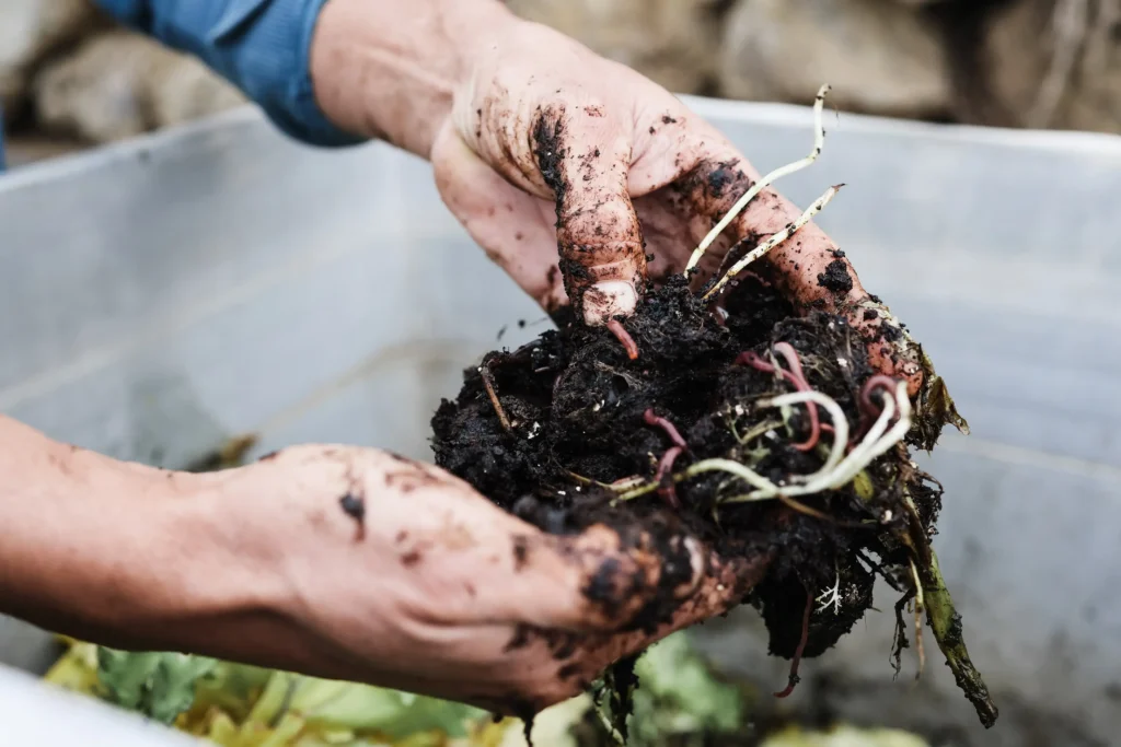 farmer man holding compost with worms