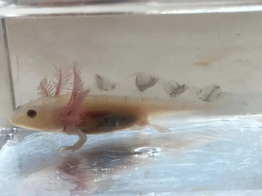 firefly axolotl