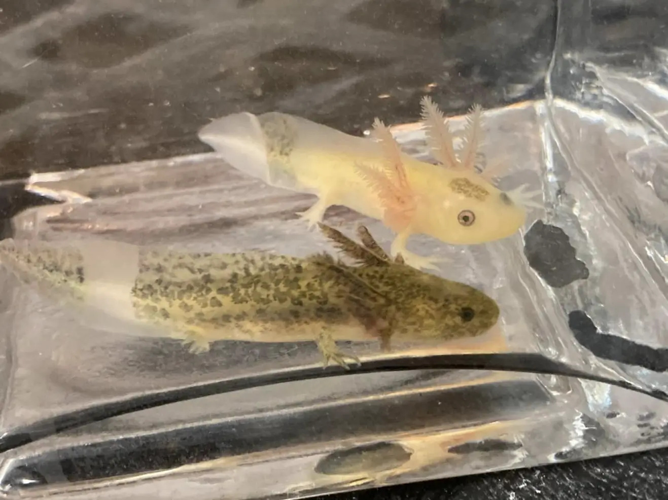 Firefly Axolotls