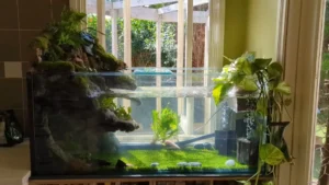 Set Up a Sponge Filter