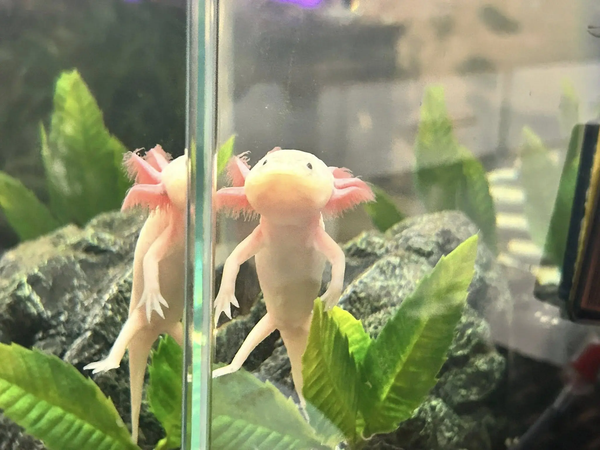 what to feed axolotl