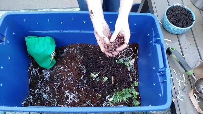 layer the worms in bin