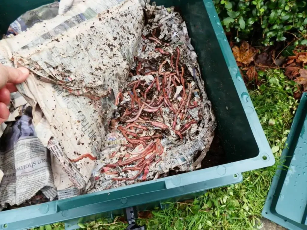 Maintain Your worm Bin